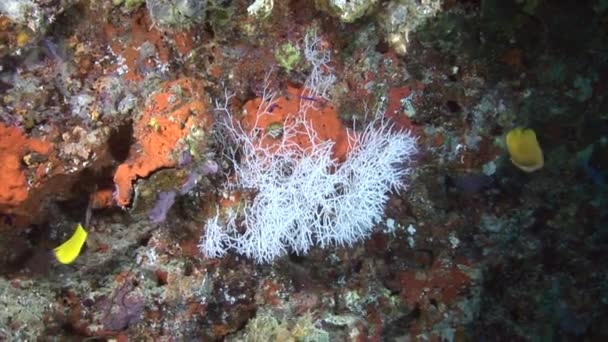 Fish on background colorful corals underwater in sea of Maldives. — Stock Video