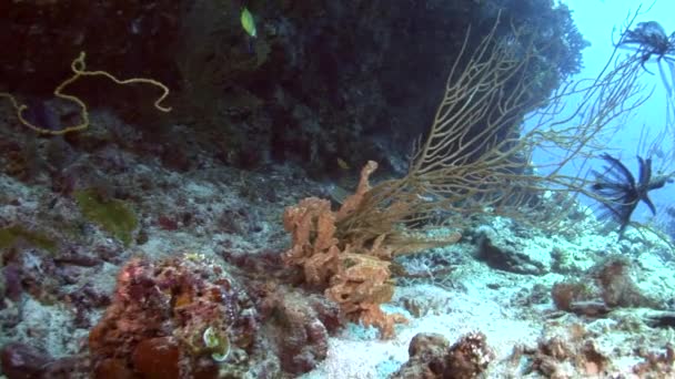 Paesaggi marini unici in acque limpide in mare delle Maldive . — Video Stock