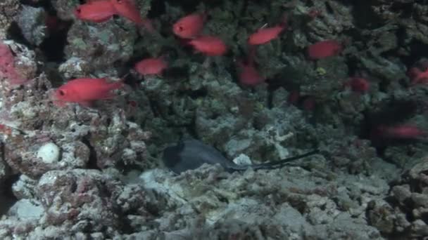 Arraia marinha na escola de fundo de peixes vermelhos e corais subaquáticos em Maldivas . — Vídeo de Stock