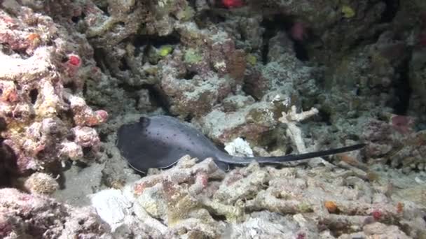 Mare Stingray su sfondo scuola di pesci rossi e coralli sott'acqua alle Maldive . — Video Stock