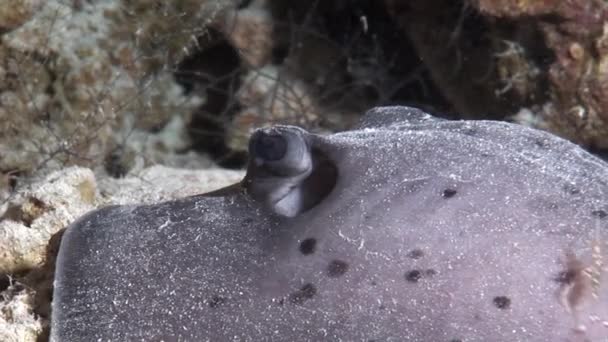 Nahaufnahme von Stachelrochen am Meeresboden auf Korallen unter Wasser auf den Malediven. — Stockvideo