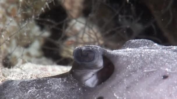 Mar stingray primer plano sobre el fondo marino sobre corales de fondo bajo el agua en Maldivas. — Vídeos de Stock