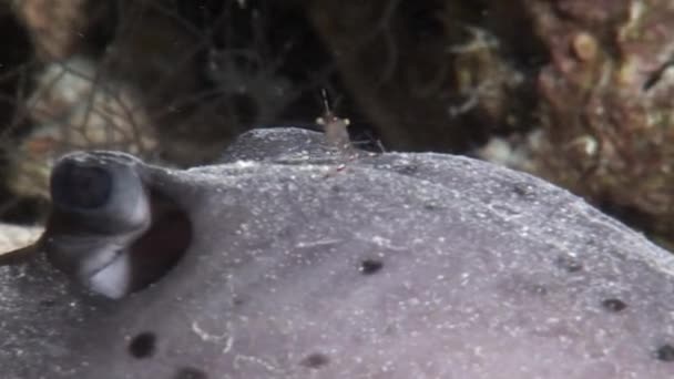 Zee pijlstaartrog close-up op zeebodem op de achtergrond koralen onder water in de Malediven. — Stockvideo