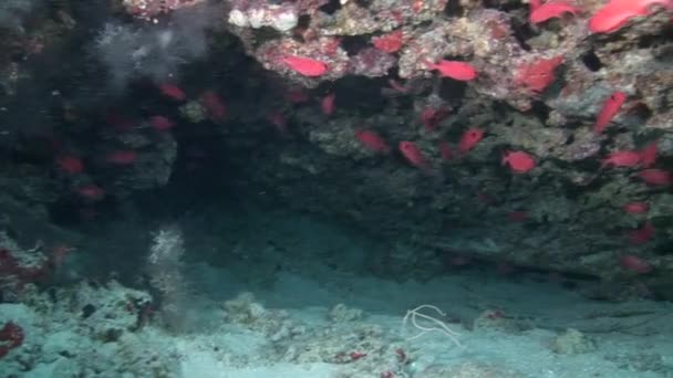 Escuela de peces rojos sobre el fondo coloridos corales bajo el agua en el mar de Maldivas . — Vídeos de Stock