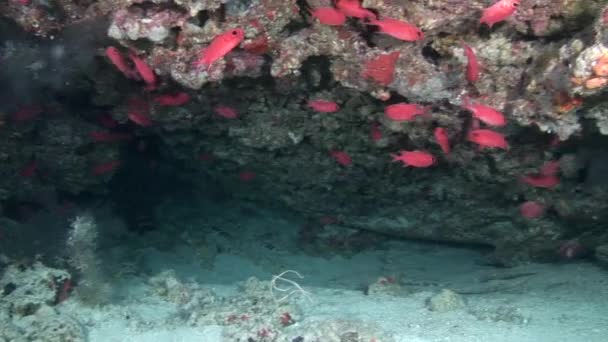 Escuela de peces rojos sobre el fondo coloridos corales bajo el agua en el mar de Maldivas . — Vídeos de Stock