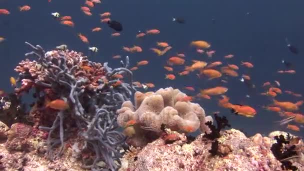 Escuela de peces sobre fondo coloridos corales bajo el agua en el mar de Maldivas . — Vídeo de stock