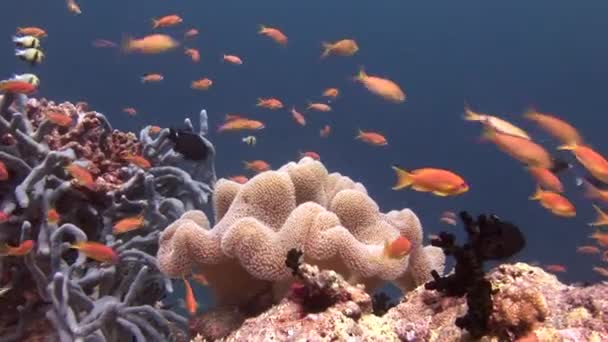 School of fish on background colorful corals underwater in sea of Maldives. — Stock Video