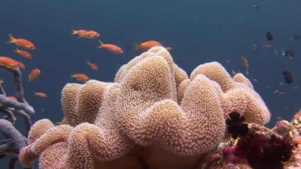 A háttér színes korallok víz alatti a Maldív tengeri halak iskola. — Stock videók