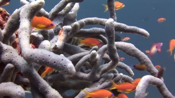 Школа рыб на заднем плане красочные кораллы под водой в море Мальдив . — стоковое видео