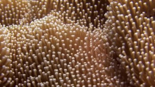 Actinia anemone op achtergrond kleurrijke koralen onderwater in de zee van de Malediven. — Stockvideo