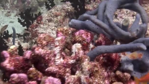 Fischschwärme auf Hintergrund bunte Korallen unter Wasser im Meer der Malediven. — Stockvideo