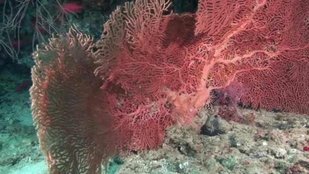 Gorgonien auf Hintergrund bunte Korallen unter Wasser im Maledivenmeer. — Stockvideo