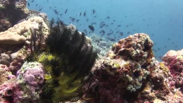 Bellissimo fondale unico su uno sfondo di acqua trasparente brillante. — Video Stock