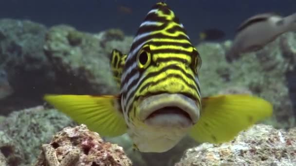 Peces rayados sobre corales de fondo bajo el agua en el mar de Maldivas . — Vídeo de stock