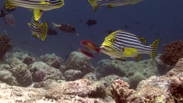Escuela de peces a rayas sobre corales de fondo bajo el agua en el mar de Maldivas . — Vídeos de Stock
