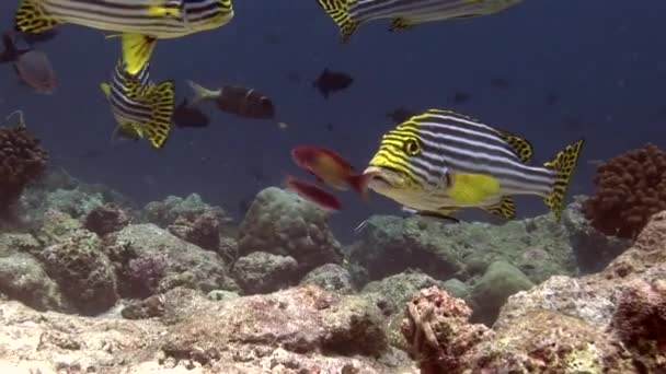 Escola de peixes listrados em corais de fundo subaquático no mar de Maldivas . — Vídeo de Stock