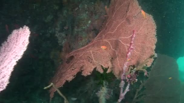 Beautiful unique sea floor on a background of bright transparent water. — Stock Video