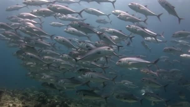 Makrely tuňáka trevallies hejno ryb pod vodou při hledání potravy v moři. — Stock video
