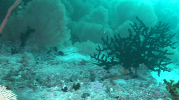 Beautiful unique sea floor on a background of bright transparent water. — Stock Video