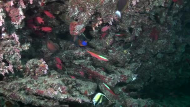 Beautiful unique sea floor on a background of bright transparent water. — Stock Video