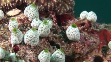 Arka plan renkli mercan sualtı Maldivler deniz süngeri.