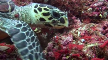 Deniz kaplumbağa kaplumbağa üzerinde arka plan renkli mercan sualtı Maldivler deniz.