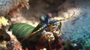 Langoust spiny ıstakoz gıda arka planda alt deniz sualtı arama.