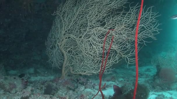 Prachtige unieke zeebodem op een achtergrond van helder transparant water. — Stockvideo