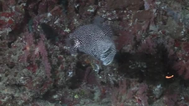 Spotted pufferfish on background colorful corals underwater in sea of Maldives. — Stock Video