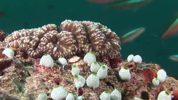Hav svamp på bakgrunden färgglada koraller under vattnet i Maldiverna. — Stockvideo