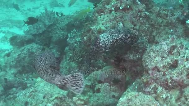 Pez globo manchado sobre corales coloridos de fondo bajo el agua en el mar de Maldivas . — Vídeo de stock