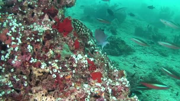 Ecole de poissons sur fond de coraux colorés sous-marins en mer des Maldives . — Video