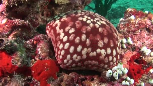 モルディブの海で水中背景赤サンゴでいっぱい大きなヒトデ. — ストック動画