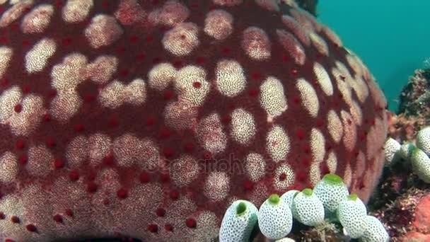 Rozgwiazda duży pełny na tle czerwone korale pod wodą w morzu Malediwy. — Wideo stockowe