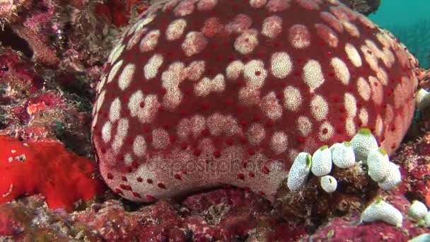 モルディブの海で水中背景赤サンゴでいっぱい大きなヒトデ. — ストック動画