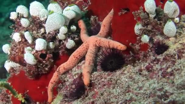 モルディブの海で水中背景赤サンゴのヒトデ. — ストック動画