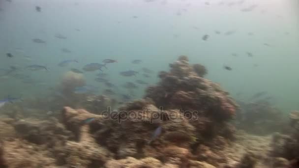 Fiskstim på bakgrunden färgglada koraller under vattnet i havet av Maldiverna. — Stockvideo