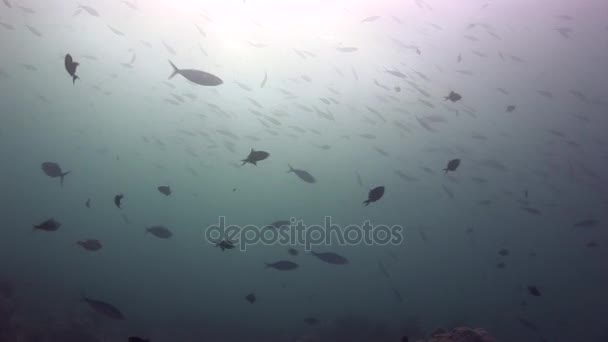 Fiskstim på bakgrunden färgglada koraller under vattnet i havet av Maldiverna. — Stockvideo