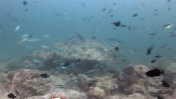 Hejno ryb na pozadí barevných korálů pod hladinou moře na Maledivách. — Stock video