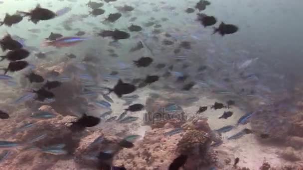 Escuela de peces sobre fondo coloridos corales bajo el agua en el mar de Maldivas . — Vídeo de stock