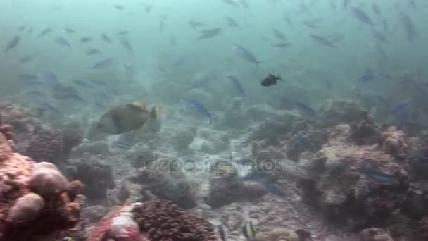 Escuela de peces sobre fondo coloridos corales bajo el agua en el mar de Maldivas . — Vídeo de stock