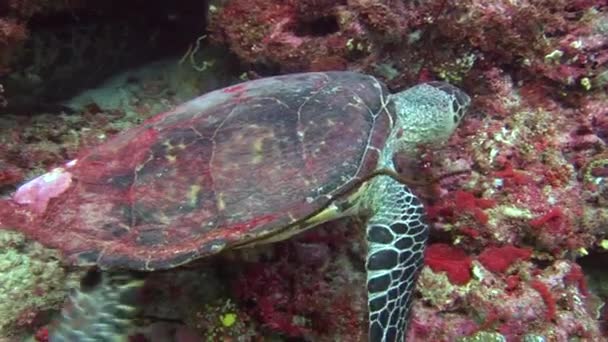 Tortuga de mar sobre fondo coloridos corales bajo el agua en el mar de Maldivas . — Vídeos de Stock