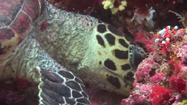 Mořská želva želva na pozadí barevných korálů pod hladinou moře na Maledivách. — Stock video