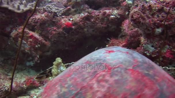 Tortuga de mar sobre fondo coloridos corales bajo el agua en el mar de Maldivas . — Vídeos de Stock