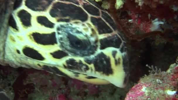 モルディブの海で背景色鮮やかなサンゴを水中に海亀. — ストック動画