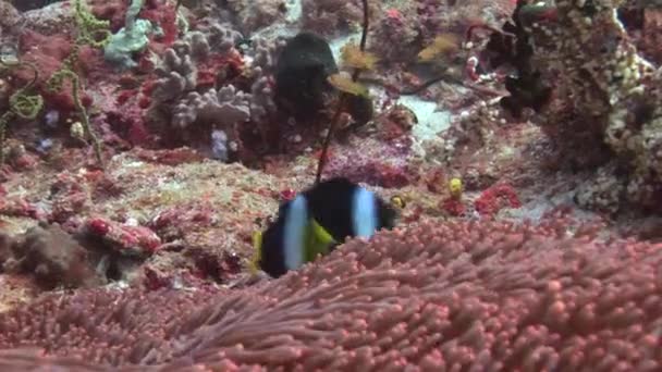 밝은 투명 한물을 배경으로 아름다운 독특 한바다 밑바닥. — 비디오