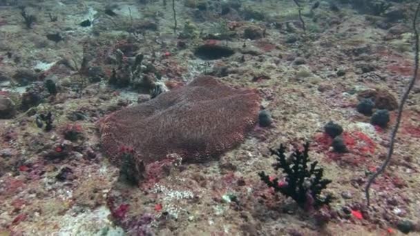 Scuola di pesce sullo sfondo coralli colorati sott'acqua in mare delle Maldive . — Video Stock