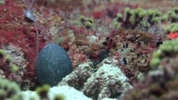Lagosta espinhosa de Langoust no fundo corais coloridos subaquáticos no fundo do mar . — Vídeo de Stock
