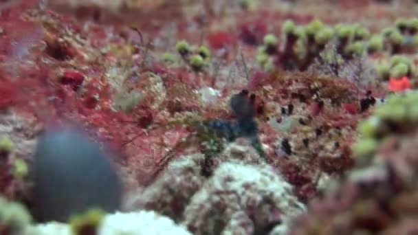 Langosta espinosa Langoust en busca de alimento en el fondo bajo el agua en el fondo del mar . — Vídeo de stock