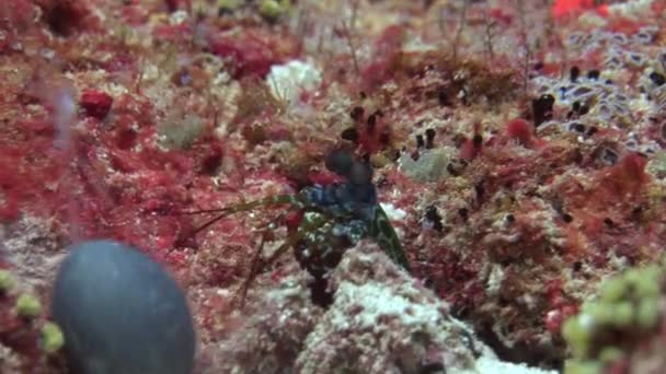 Langoust languster på bakgrunden färgglada koraller under vattnet på botten havet. — Stockvideo